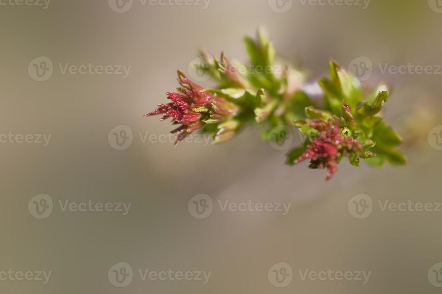 a l small delicate first spring bud on a tree branch photo