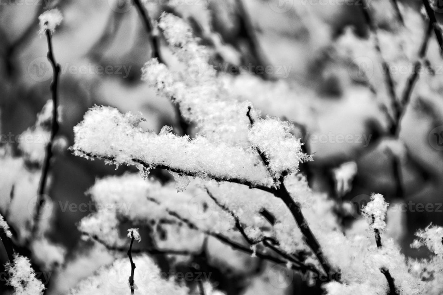 black winter tree branches covered with white snow photo