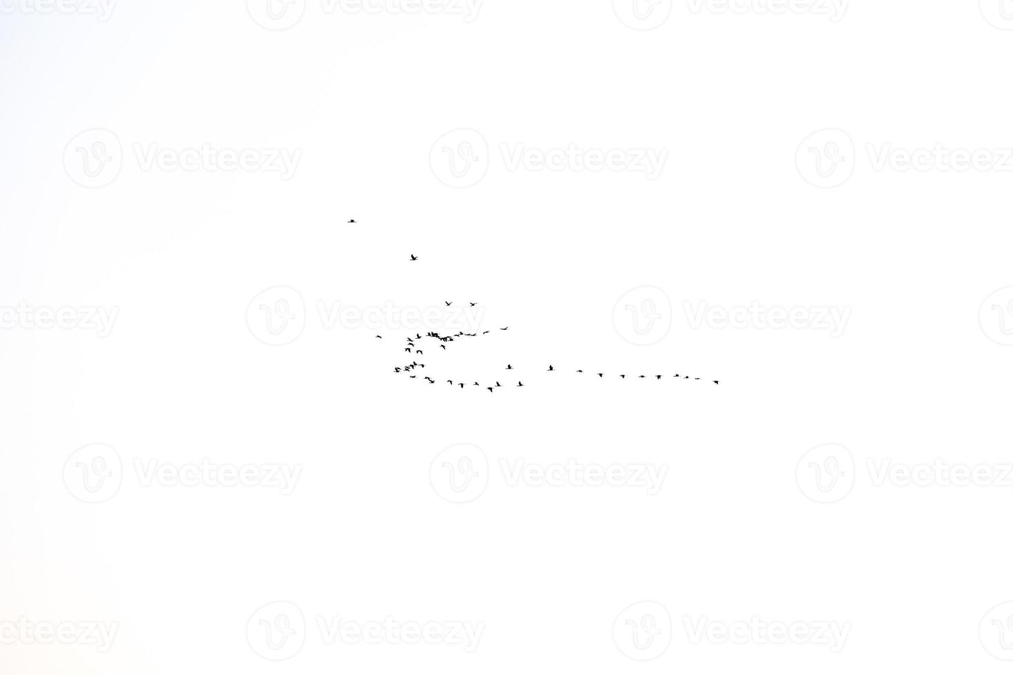negro pájaro llave volador en el cielo en contra un blanco antecedentes foto