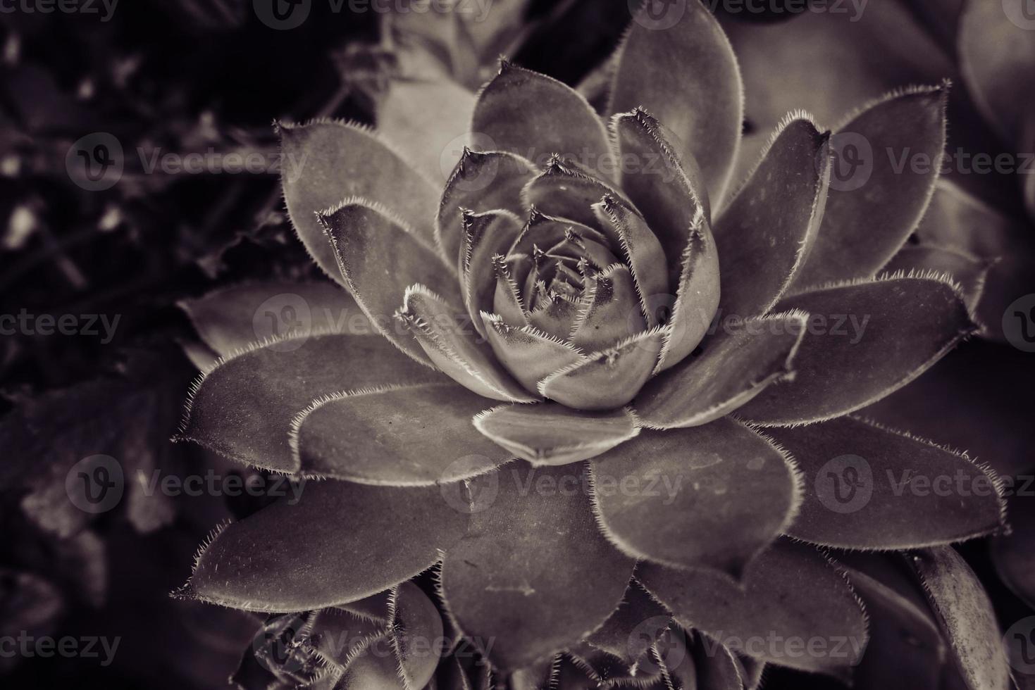 green cactus succulent creating an original background in close-up photo