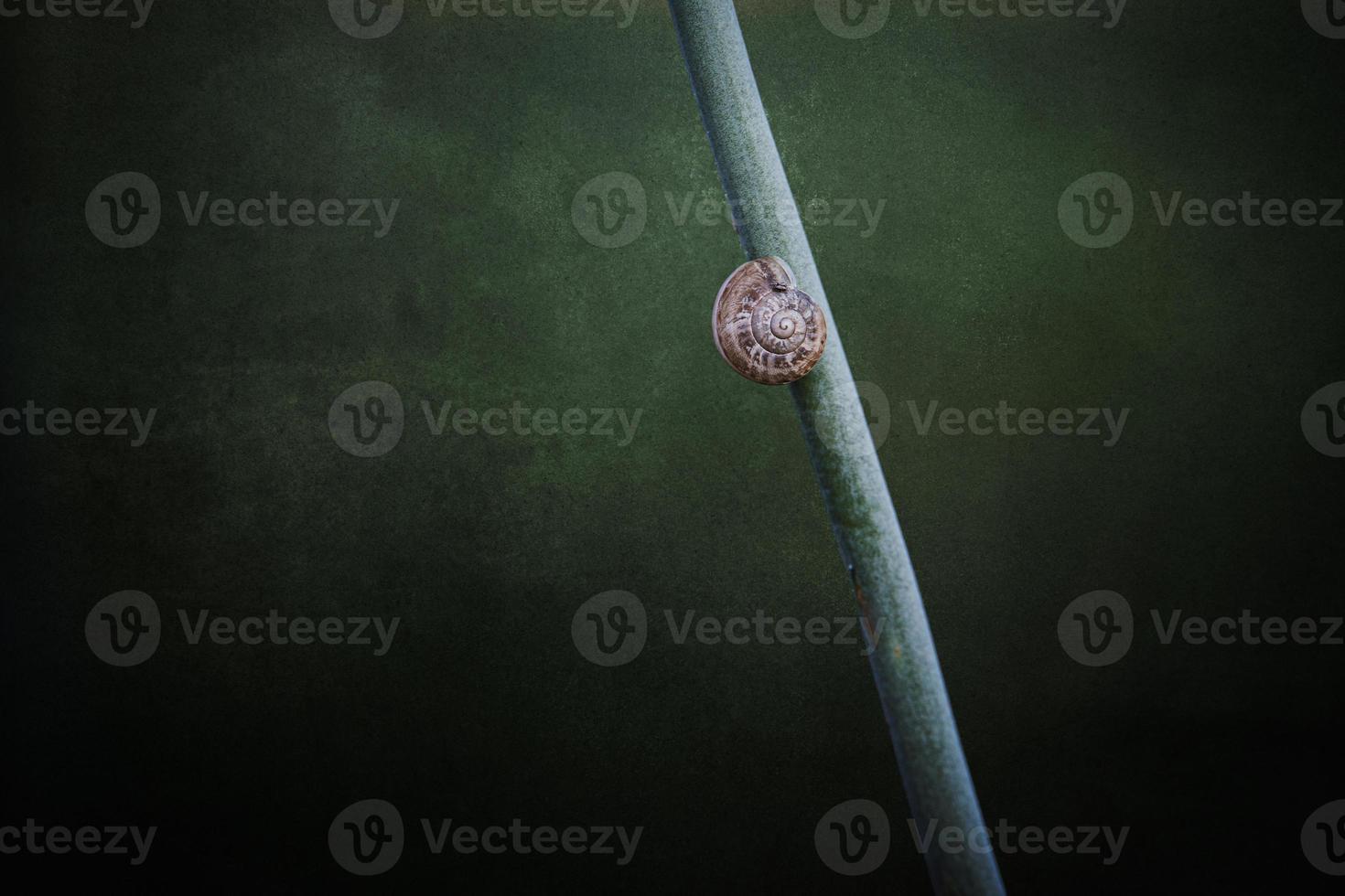 snail on a plant stem over a green background in close-up in a meadow photo