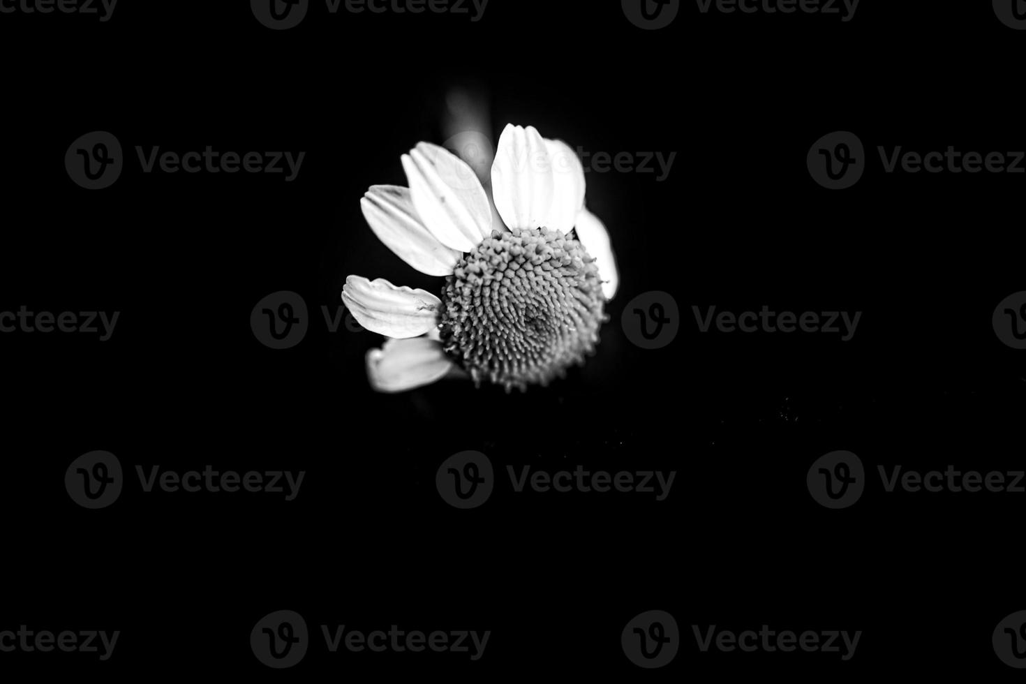 white chamomile flower on a black background in close-up photo