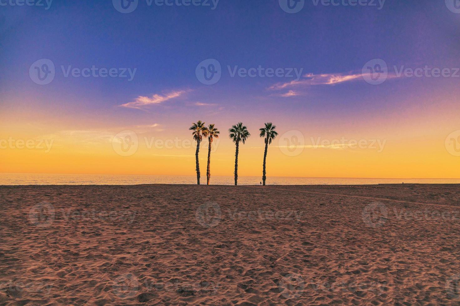 seaside landscape peace and quiet sunset and four palm trees on the beach photo