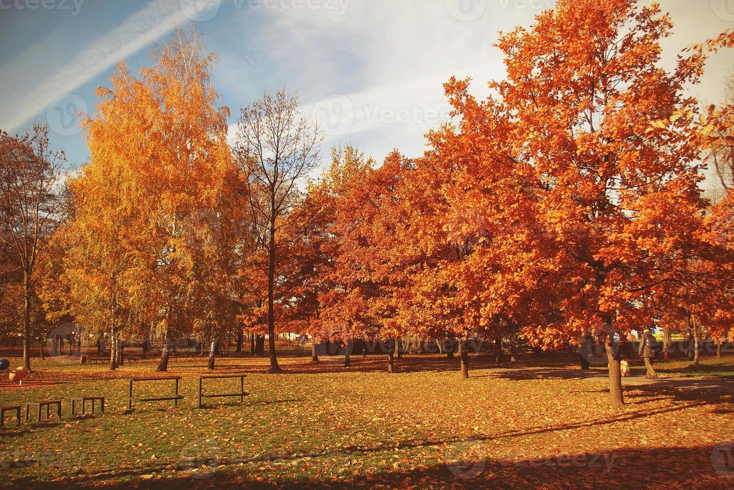 golden autumn landscape full of fallen leaves in the park photo