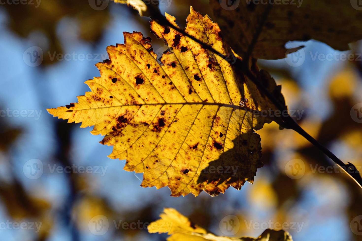 colorful autumn leaves on a tree branch in the warm sunshine photo