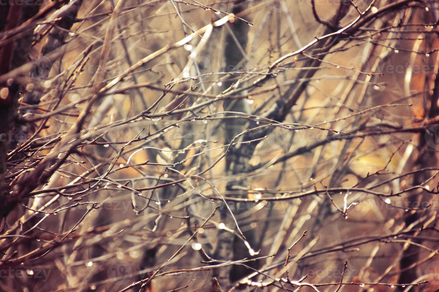 autumn branches of a tree dressed in leaves and raindrops shining in the sun photo