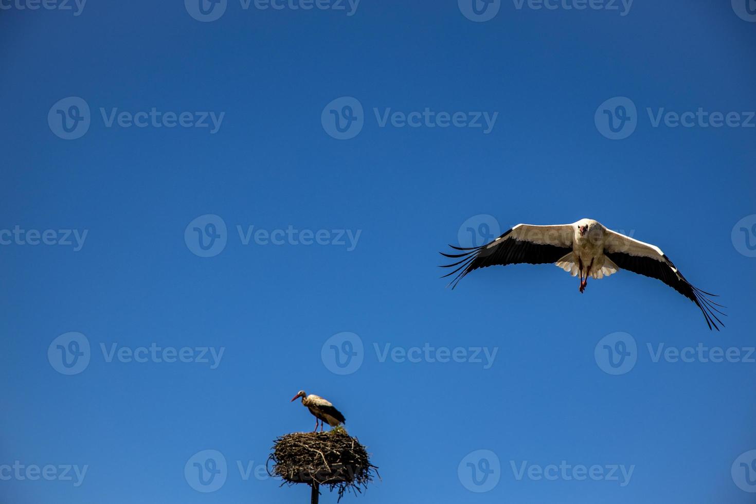 free birds storks on a background of the blue sky in flight fighting for gniazo in the spring photo