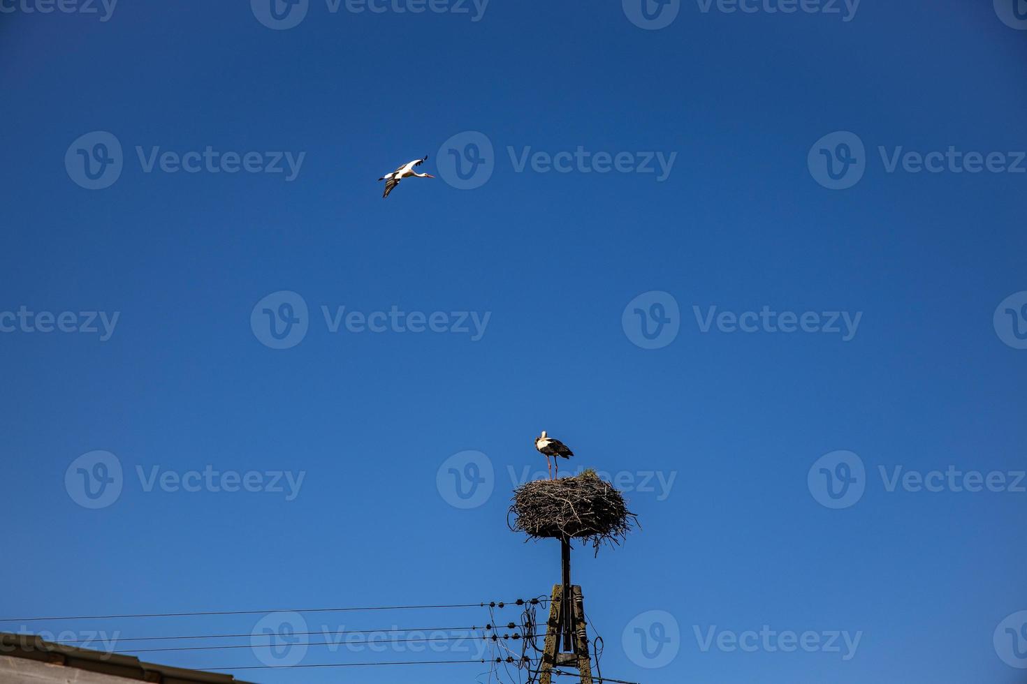 free birds storks on a background of the blue sky in flight fighting for gniazo in the spring photo