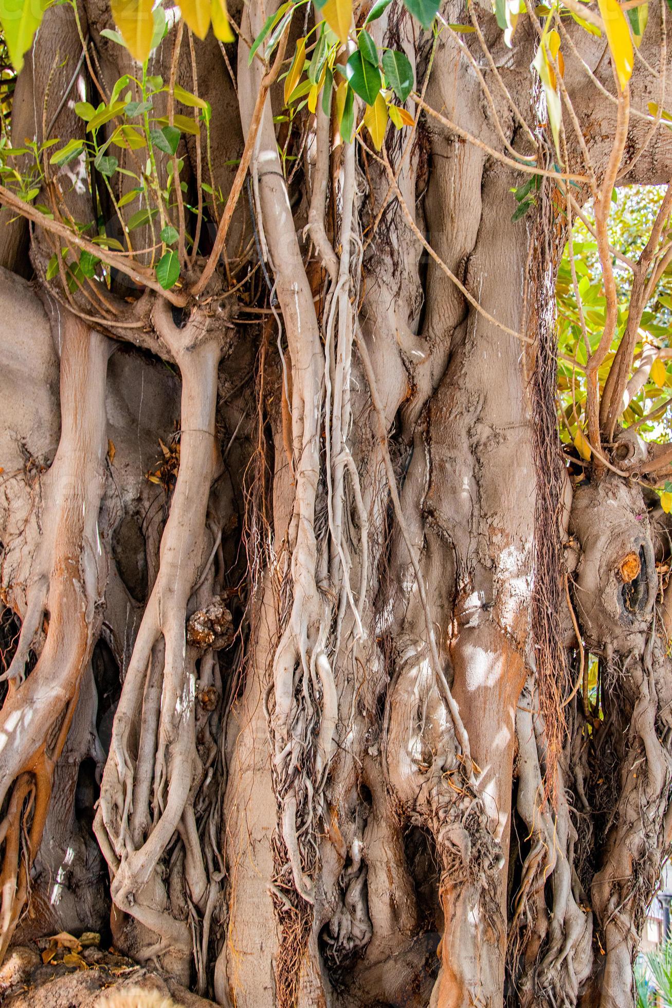 big old ficus tree in alicante spain 22260170 Stock Photo at Vecteezy