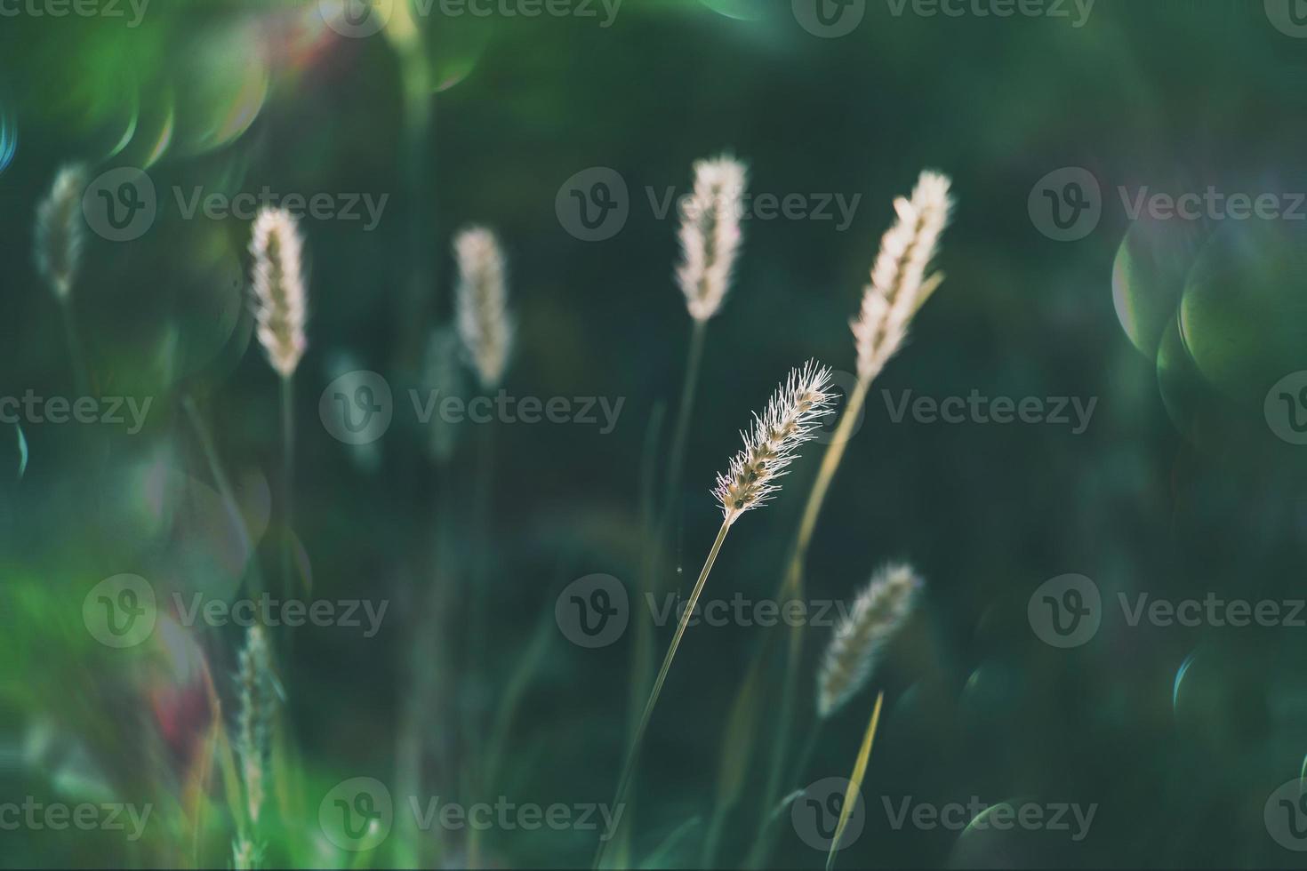 summer grass in a meadow in the warm summer sun on a green background photo