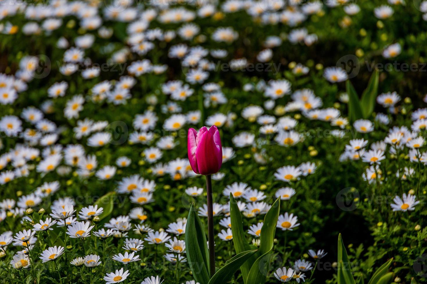 tulip on a background of white daisies in a park garden on a spring day photo