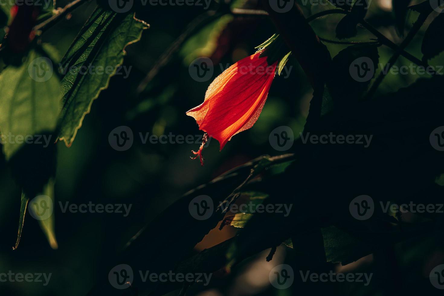 hibiscus flower on a green tree in the warm rays of the sun photo