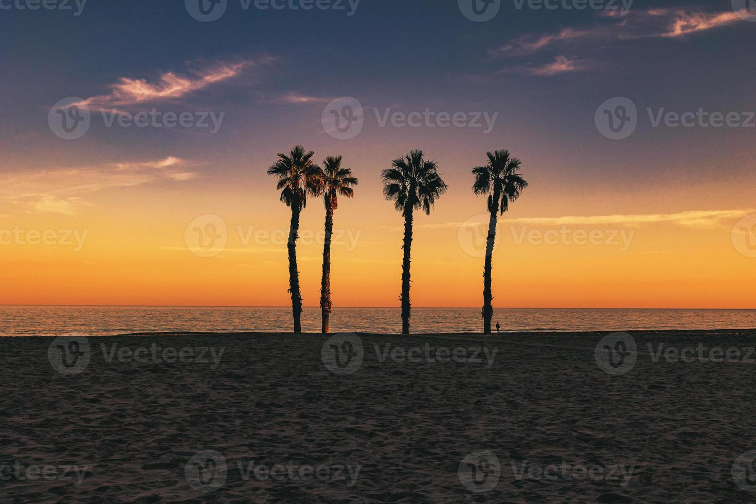 seaside landscape peace and quiet sunset and four palm trees on the beach photo