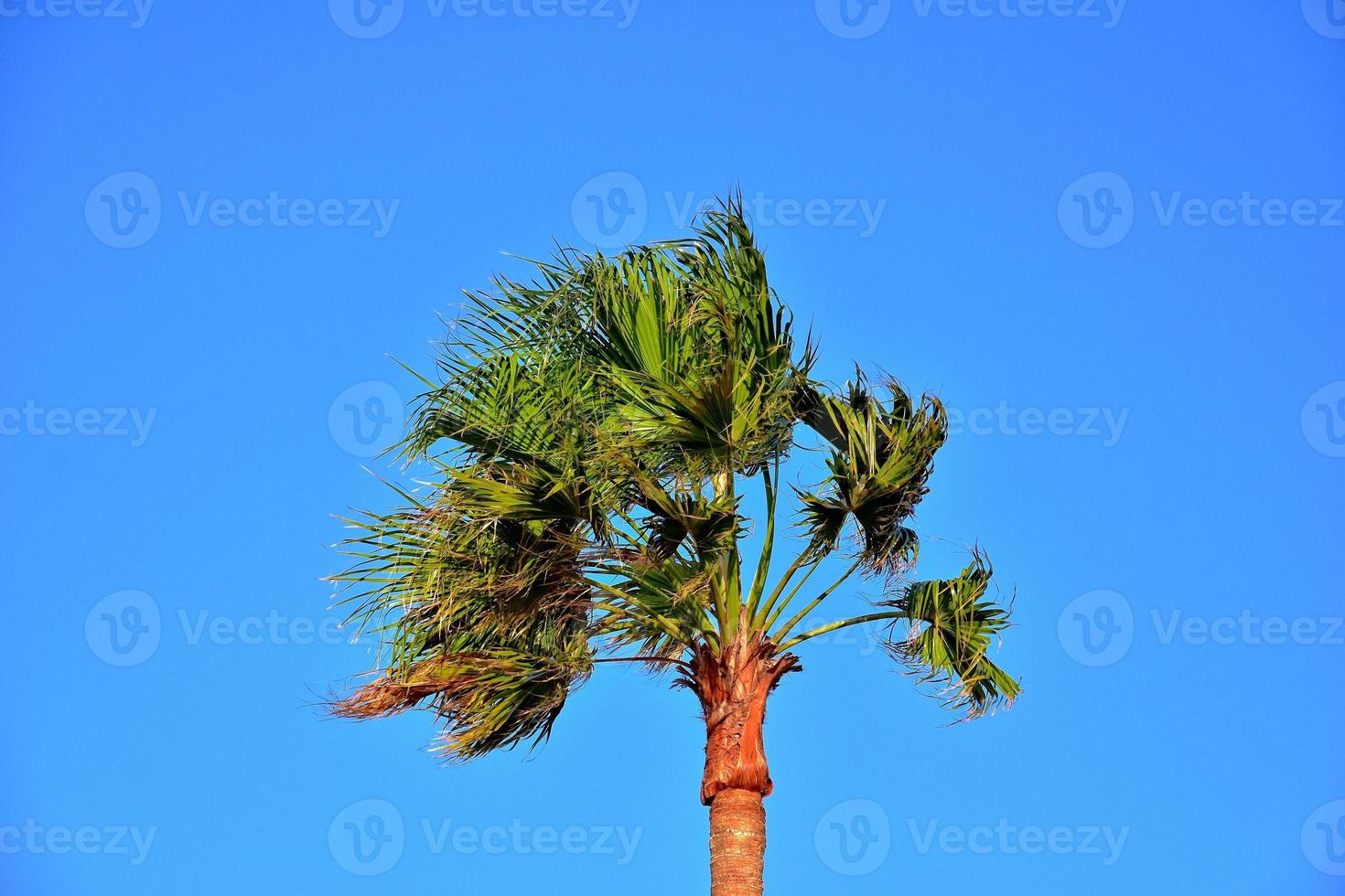 single palm tree with green leaves against a blue cloudless sky photo