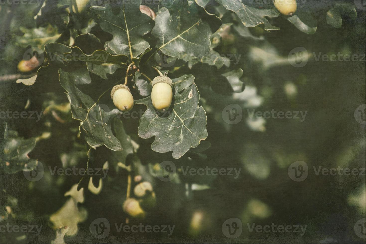 verde otoño bellotas en el rama de un roble entre el hojas foto