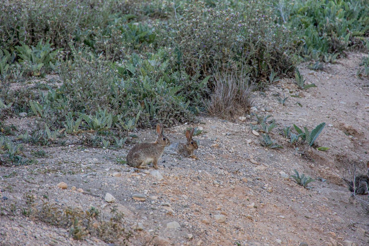 little wild gray rabbit in natural habitat in spain photo