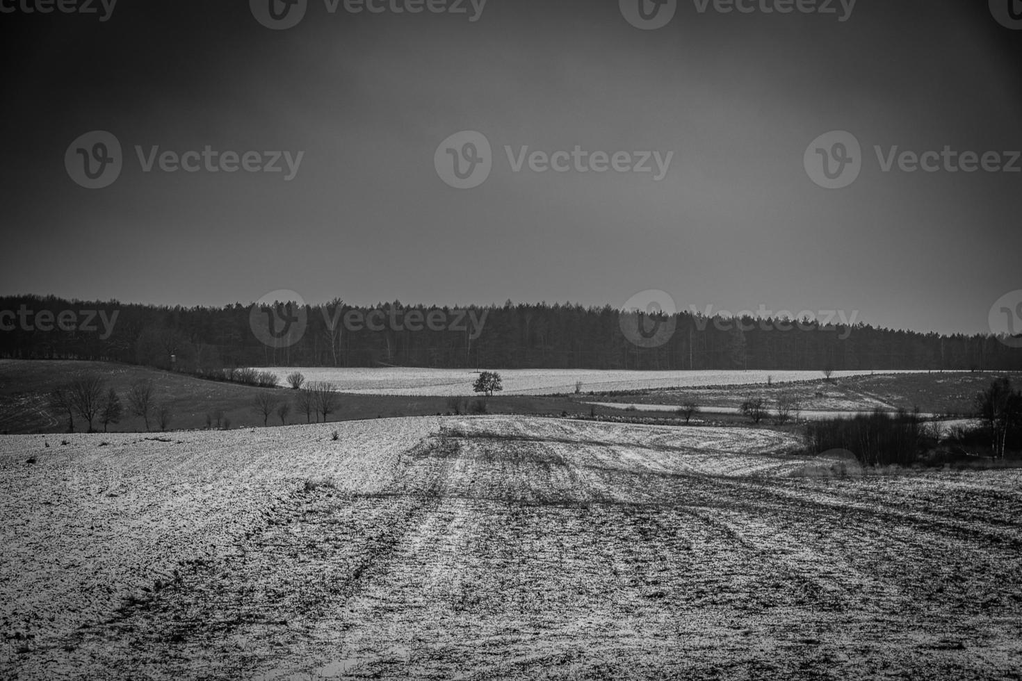 winter agricultural landscape with snow on a cloudy day in Poland photo