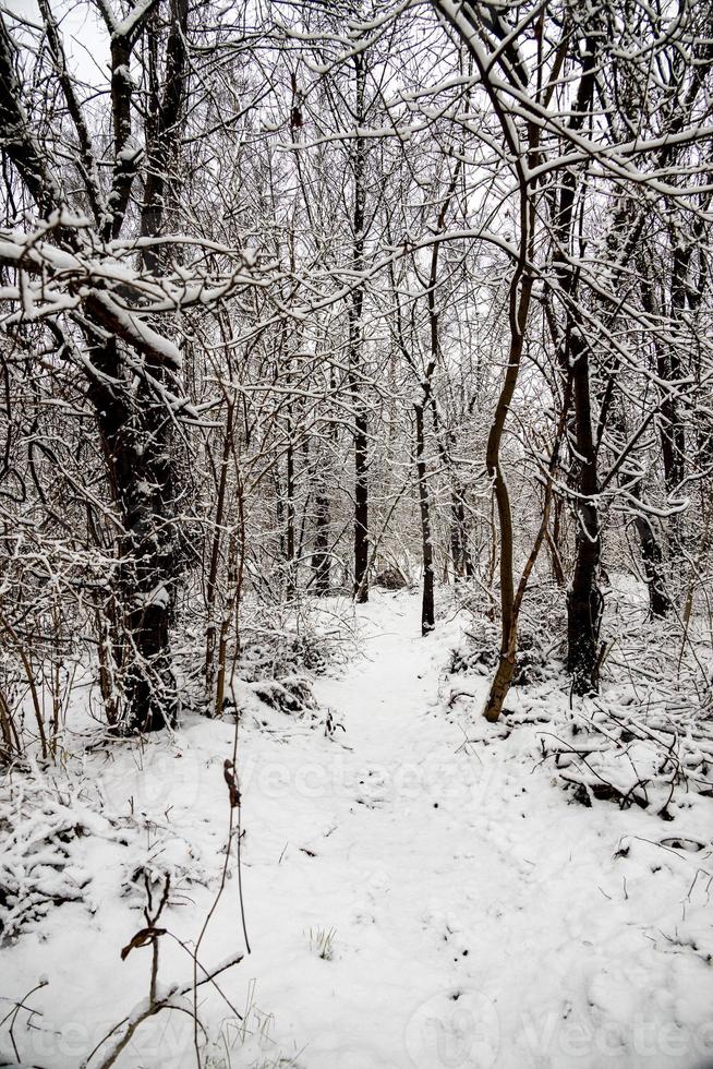winter natural landscape with snow-covered trees in the forest and a narrow path photo