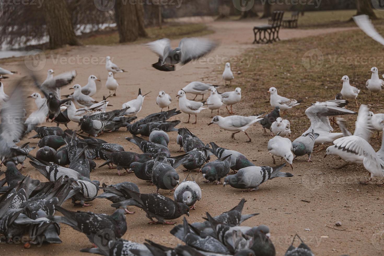 birds, pigeons and terns during winter feeding in a park in Poland photo