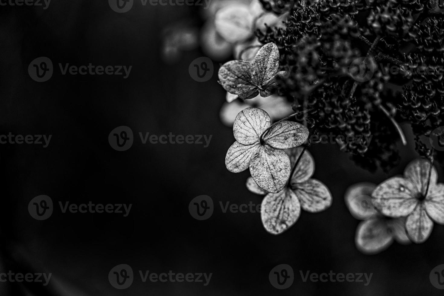 brown withered ornamental flowers in the garden on a cool autumn day photo