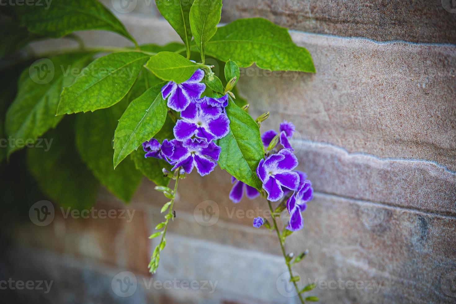 blooming colorful plants from the historic district of Alicante Spain in close-up on a summer day, photo