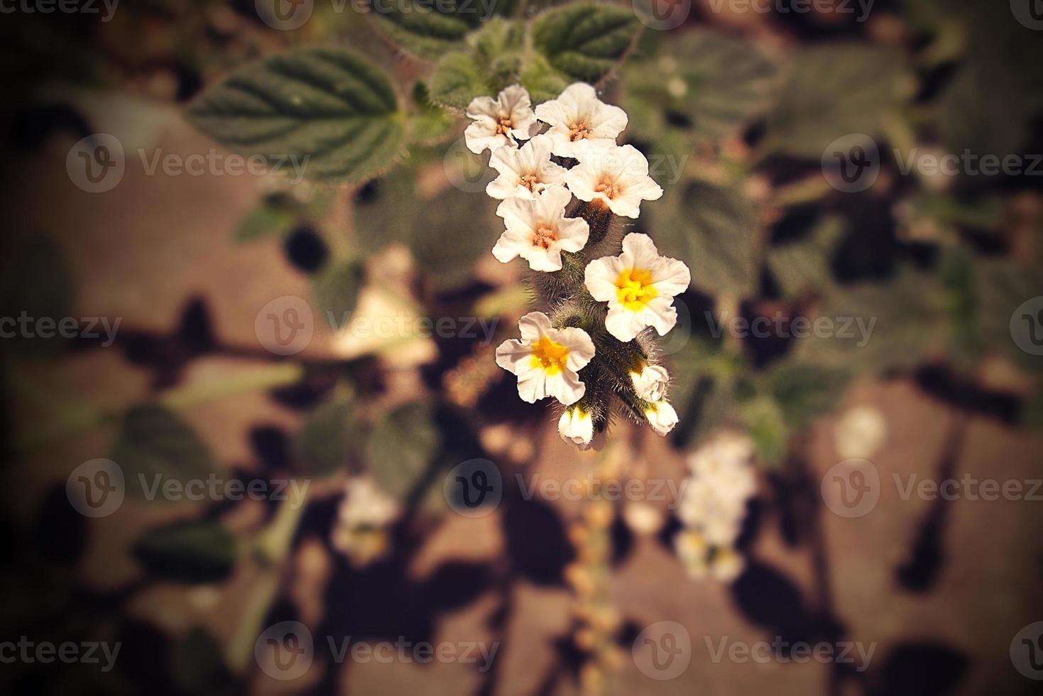 little white flower in close-up on a hot day photo