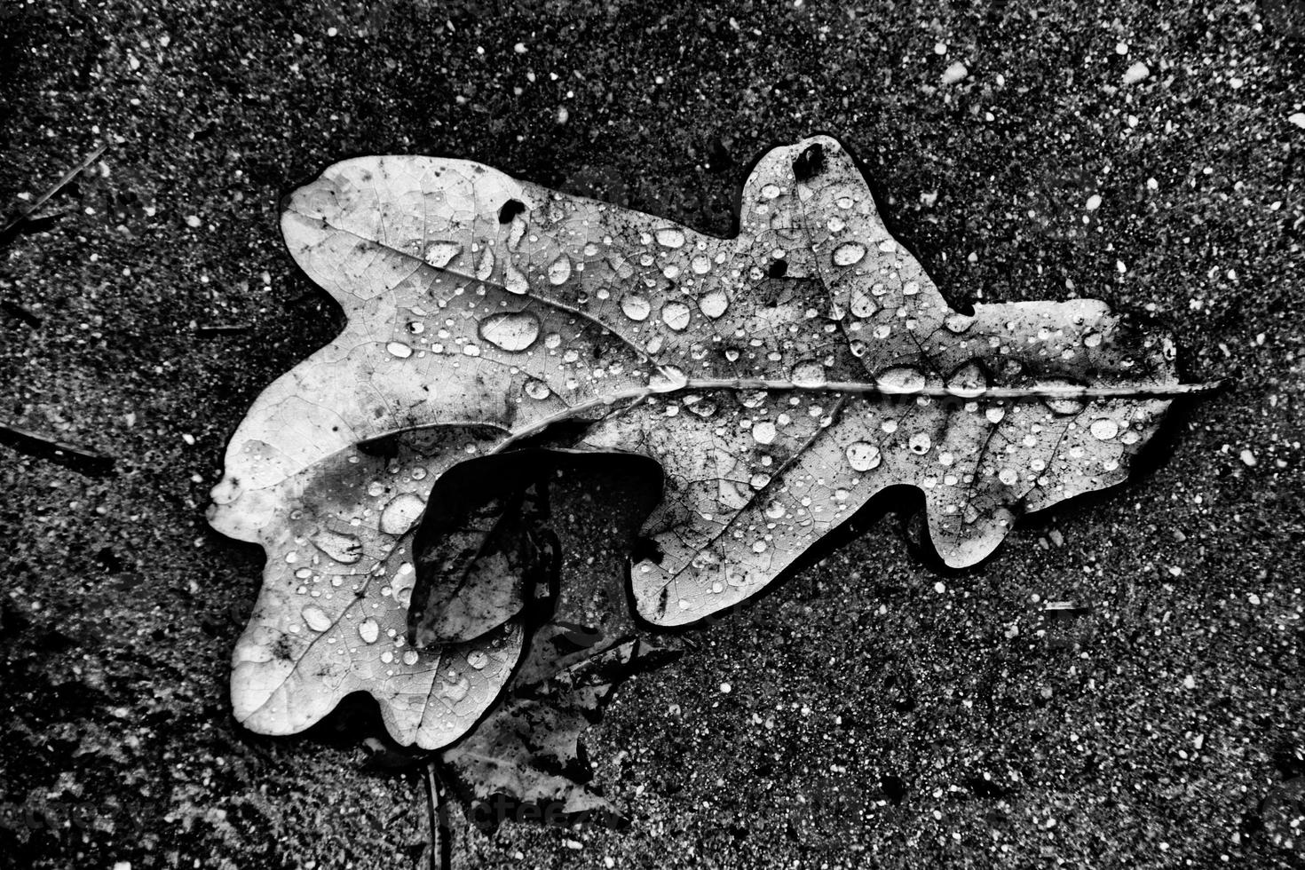 autumn leaf with rain drops lying on the street photo