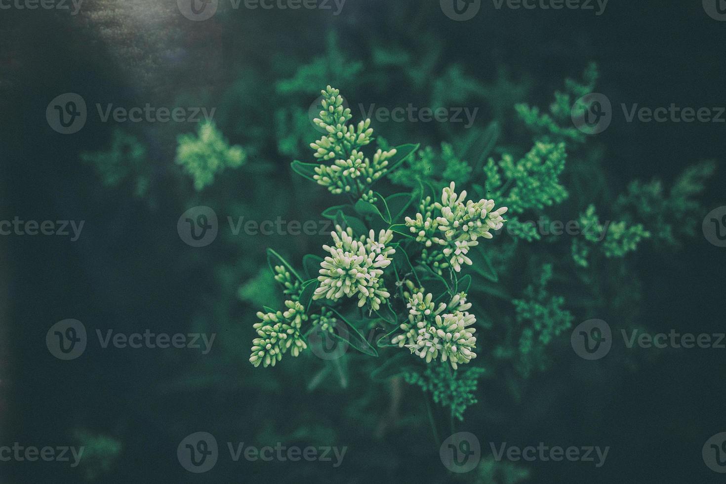 l white flower of a bush close-up against a background of green leaves in sunshine spring day in the park photo