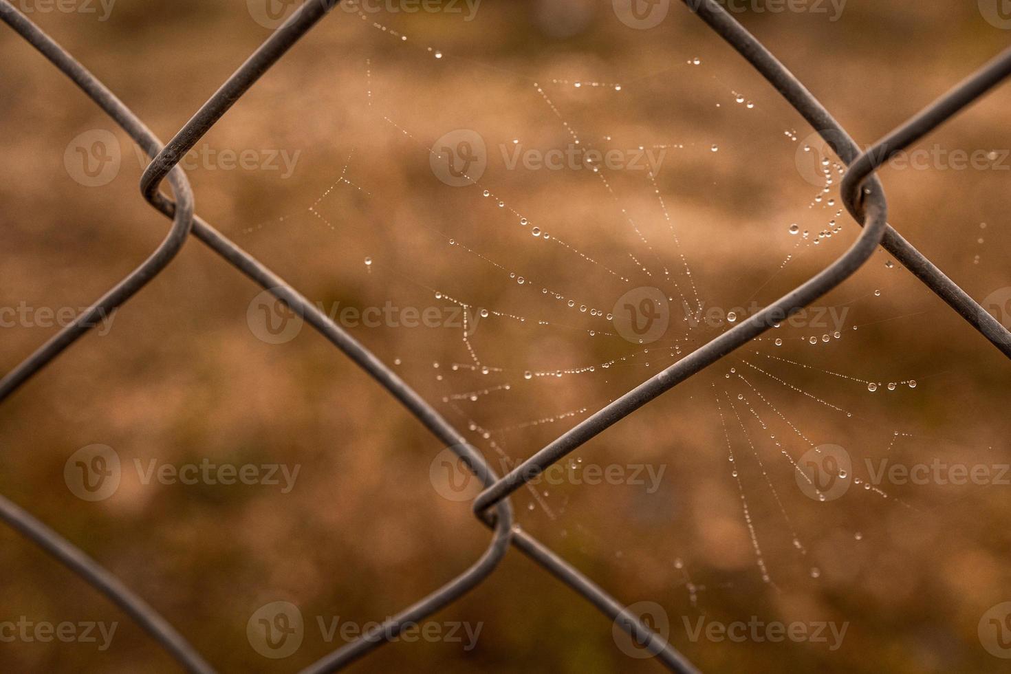 little delicate water drops on a spider web in close-up on a foggy day photo