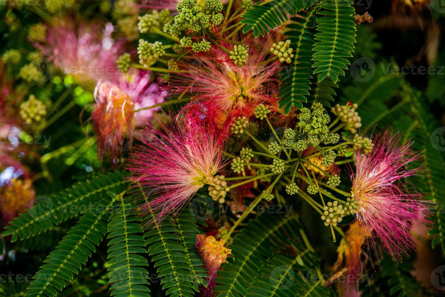 spring flower Albizia julibrissin on a tree on a warm day close-up photo