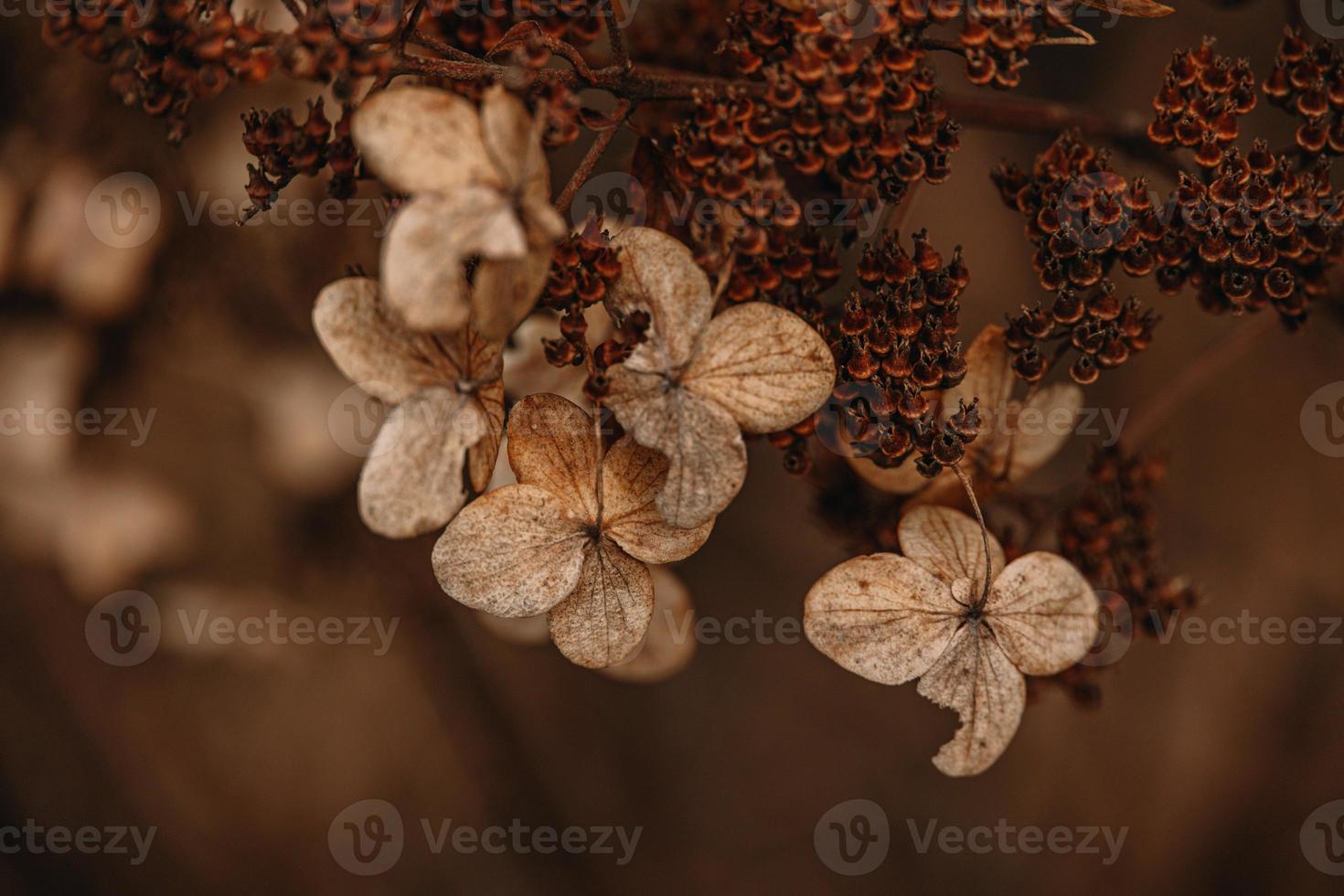 brown withered ornamental flowers in the garden on a cool autumn day photo