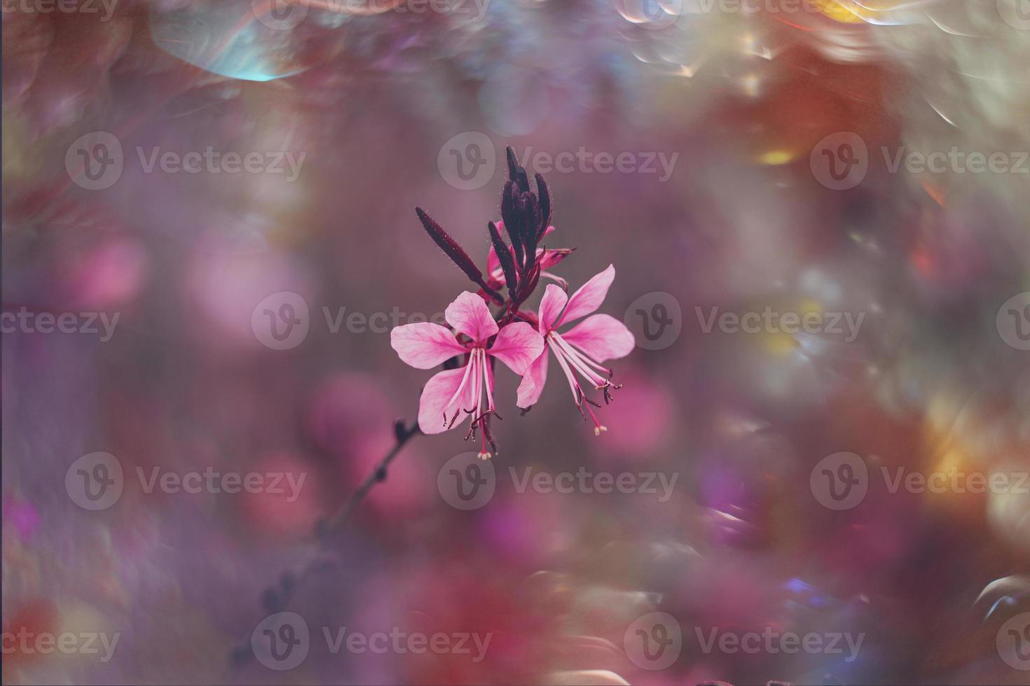 pequeño delicado otoño flores en el jardín en un antecedentes con bokeh foto