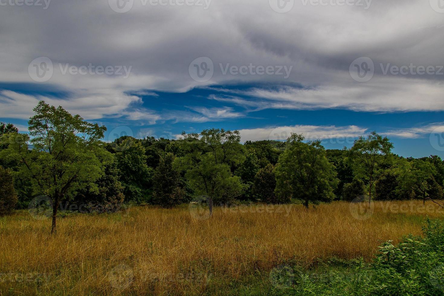 summer landscape with green trees, meadow, fields and sky with white clouds photo