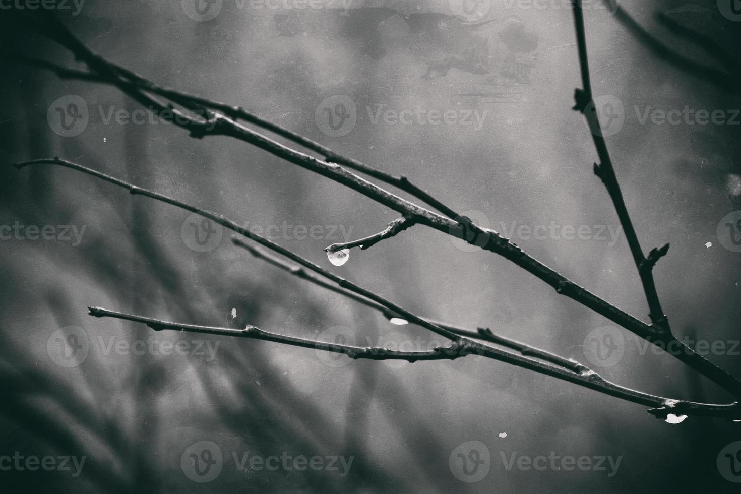 autumn plants with drops of water after the November freezing rain photo