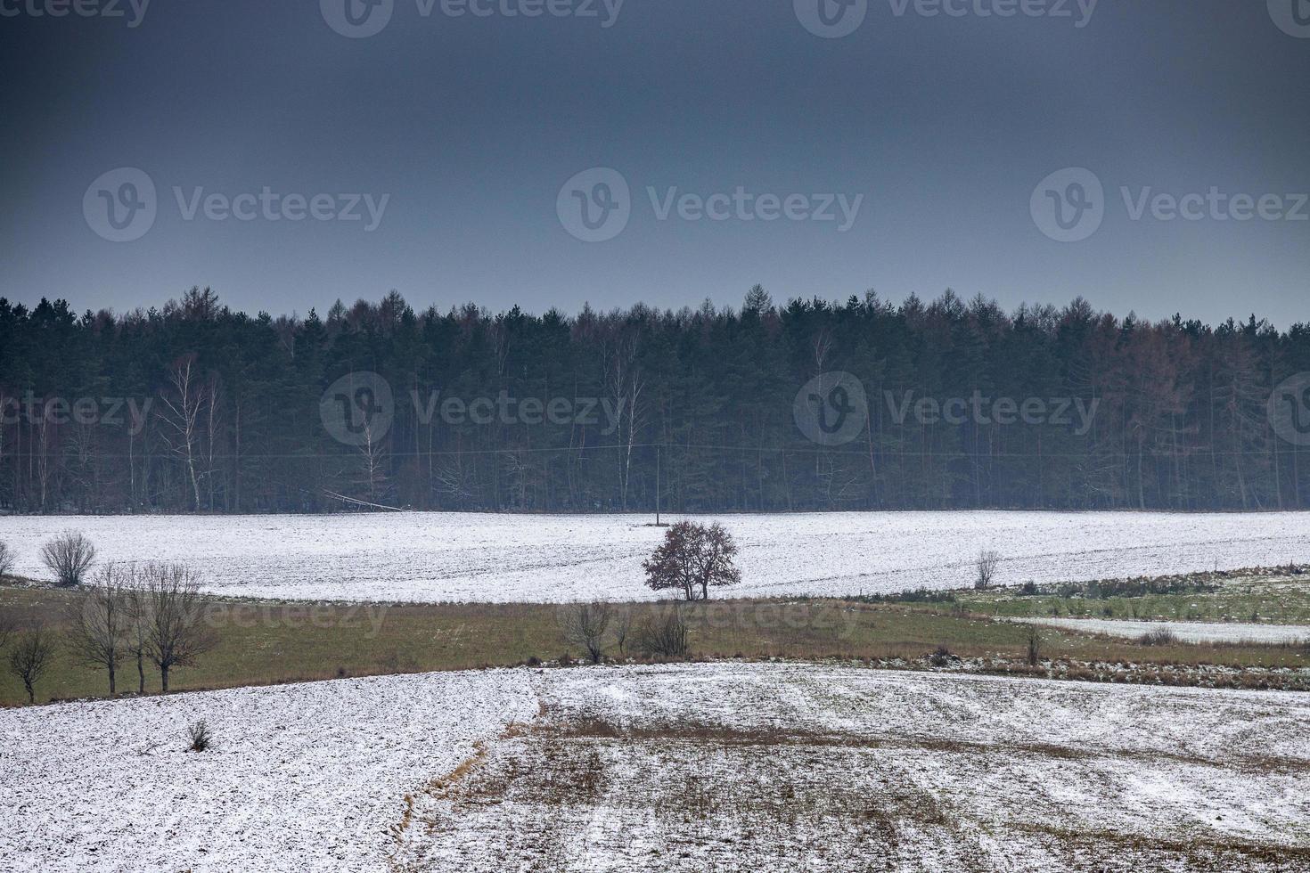 invierno agrícola paisaje con nieve en un nublado día en Polonia foto