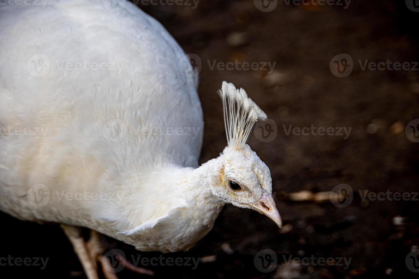 white peacock bird in the park on a cold day outdoors photo