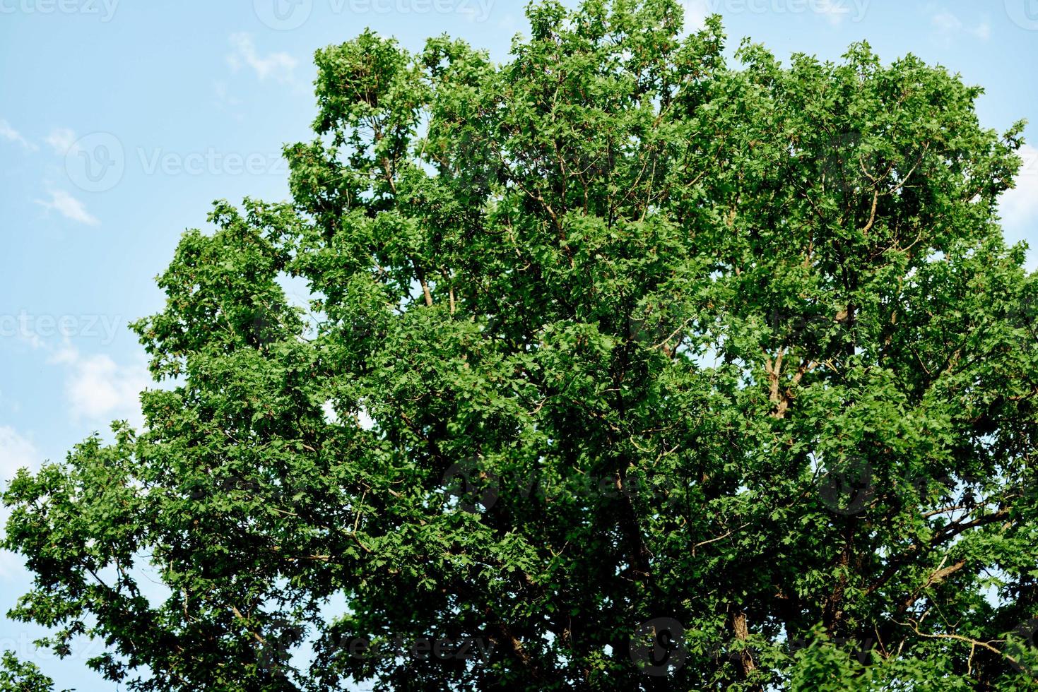 Spring green leaves on a tree against a blue sky, photo