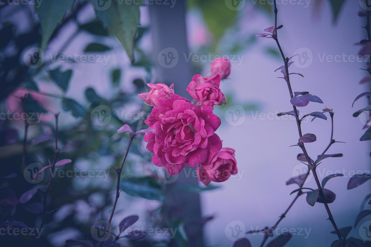 rose in the garden against the background of green leaves photo