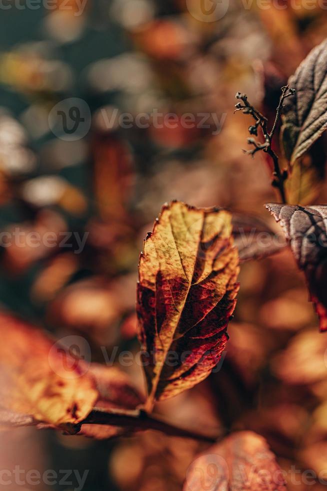 golden autumn bush leaves lit by warm sun in the garden photo