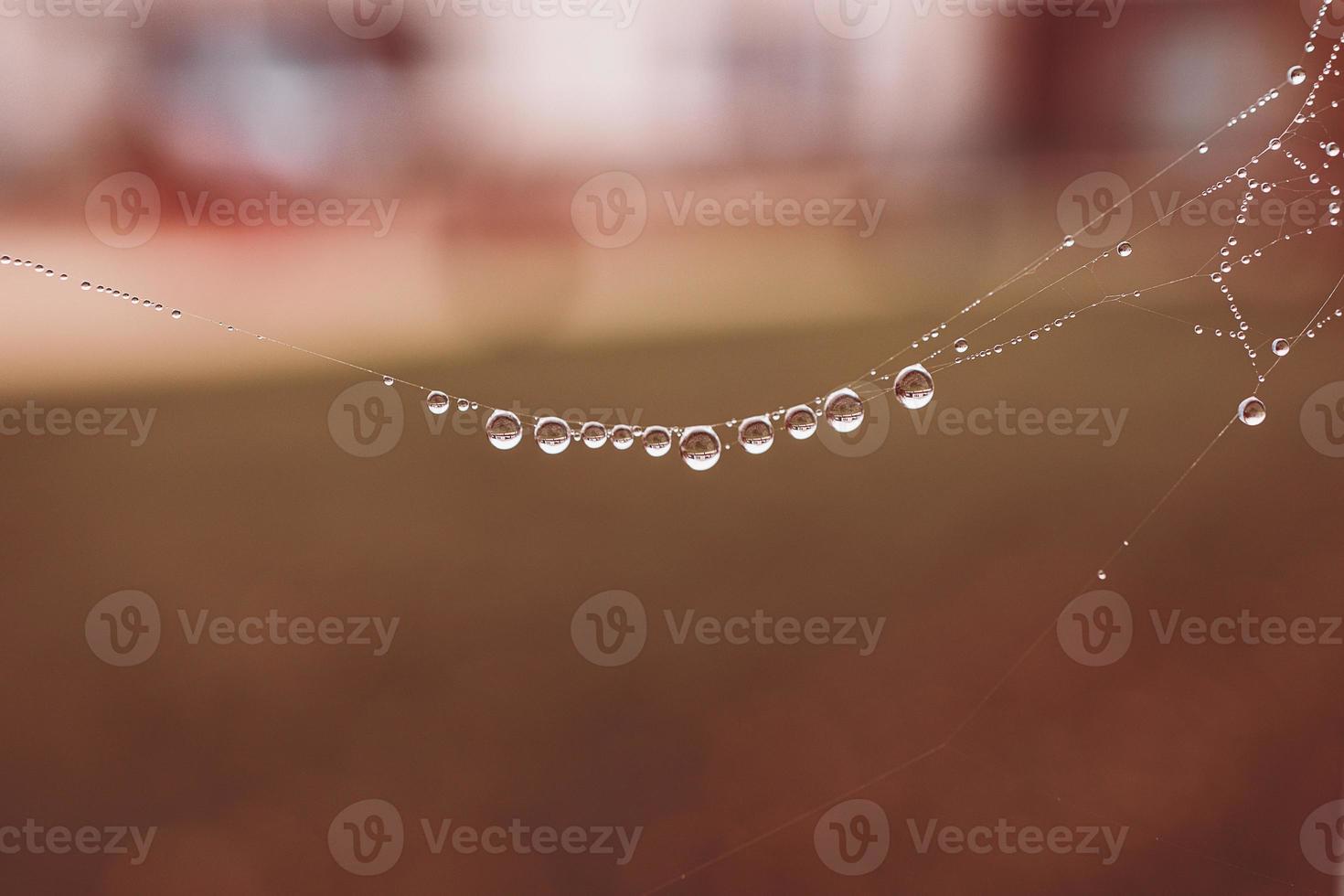 little soft water drops on a spider web on an autumn day close-up outdoors photo