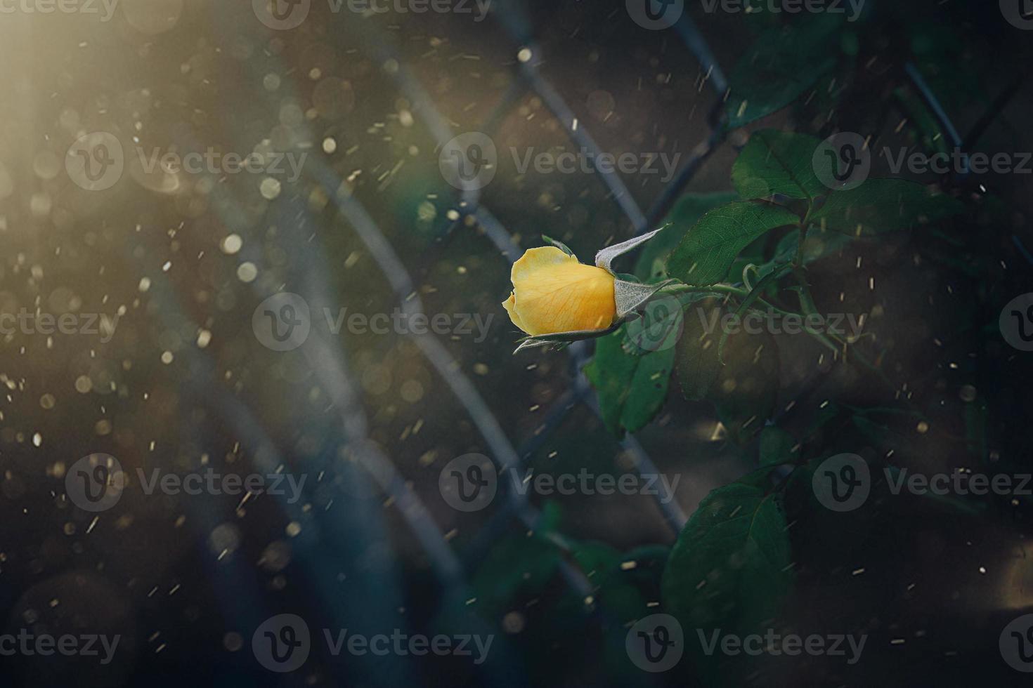 yellow rose in the summer garden on a dark background photo