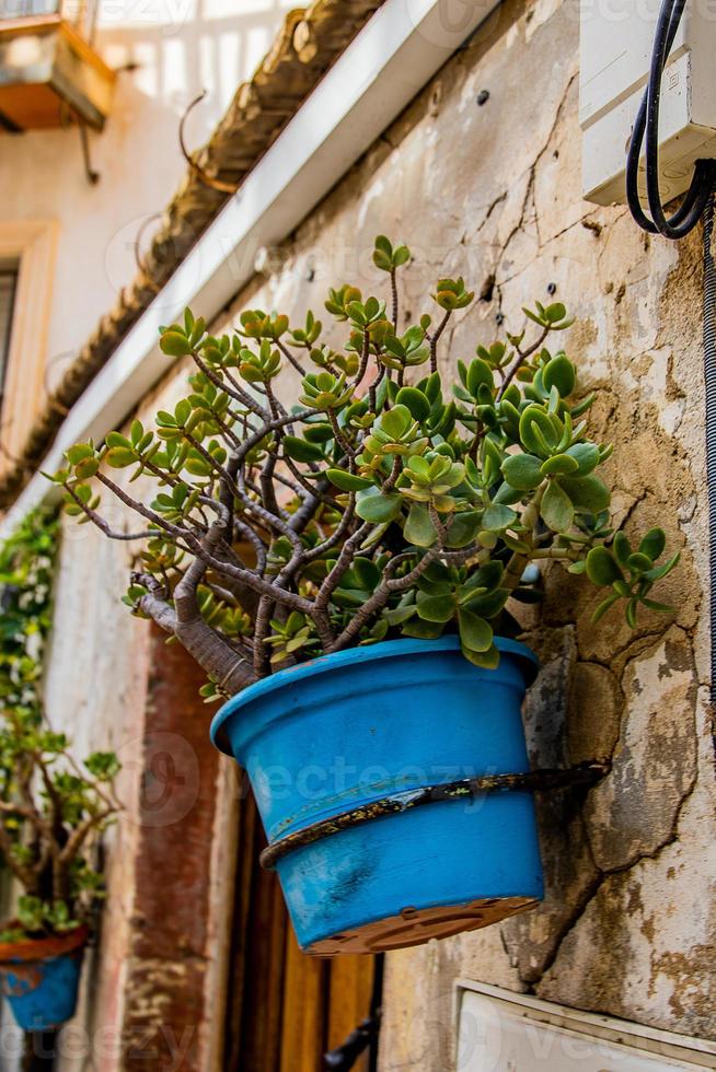 blooming colorful plants from the historic district of Alicante Spain in close-up on a summer day, photo