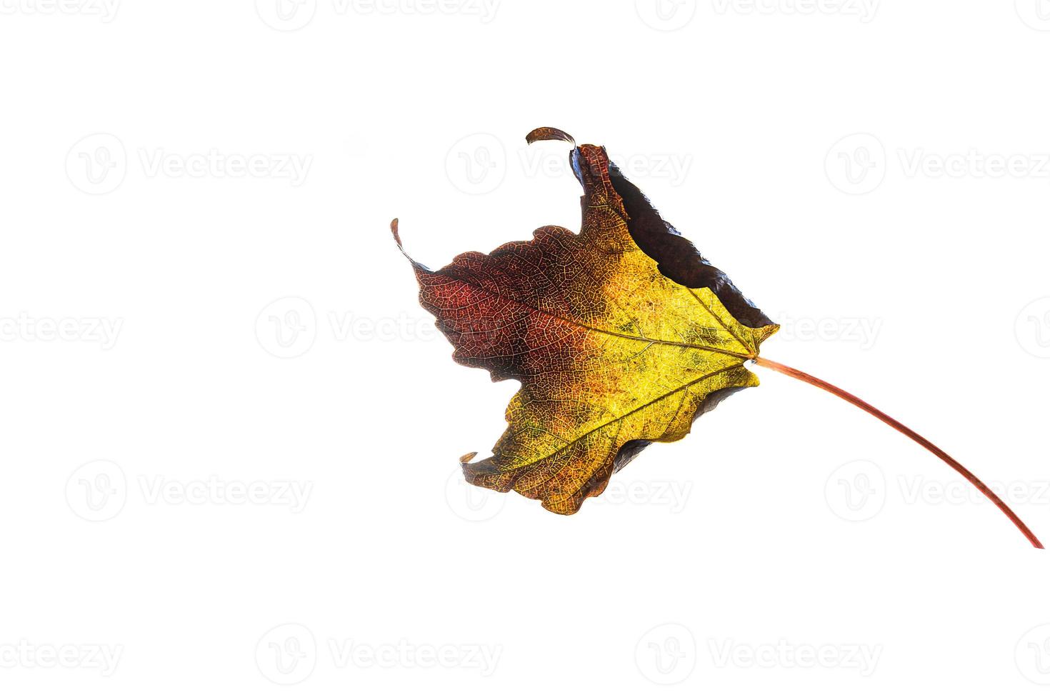 delicado dorado otoño hoja en un ligero antecedentes en minimalismo de cerca foto