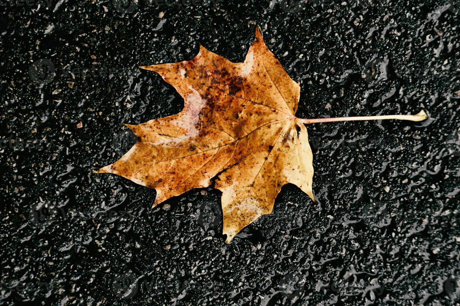 autumn leaf with rain drops lying on the street photo