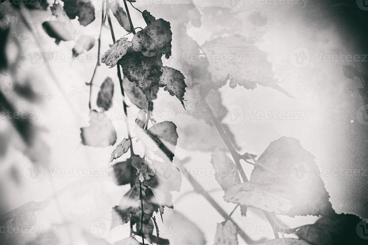 autumn golden birch leaves on a branch photo