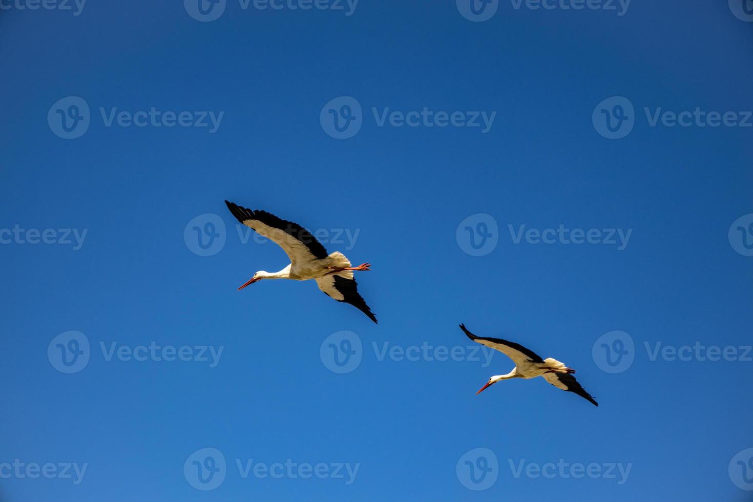 free wild black and white stork in flight against the background of the springtime cloudless blue sky photo