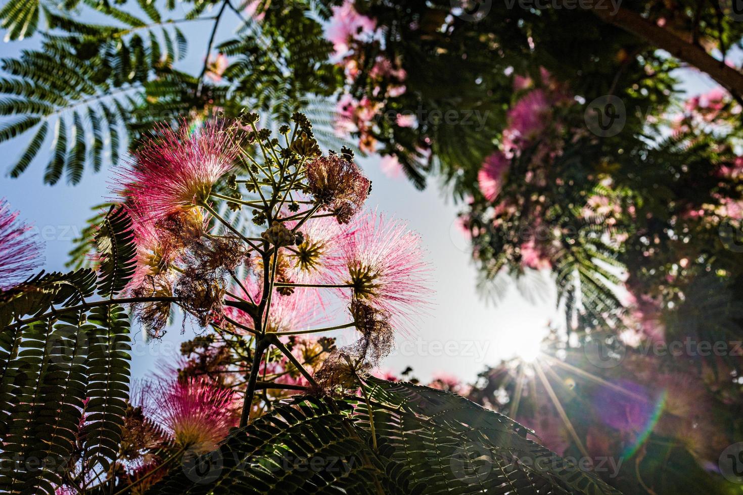 delicate Albizia Julibrissin tree on a warm sunny summer day in close-up photo