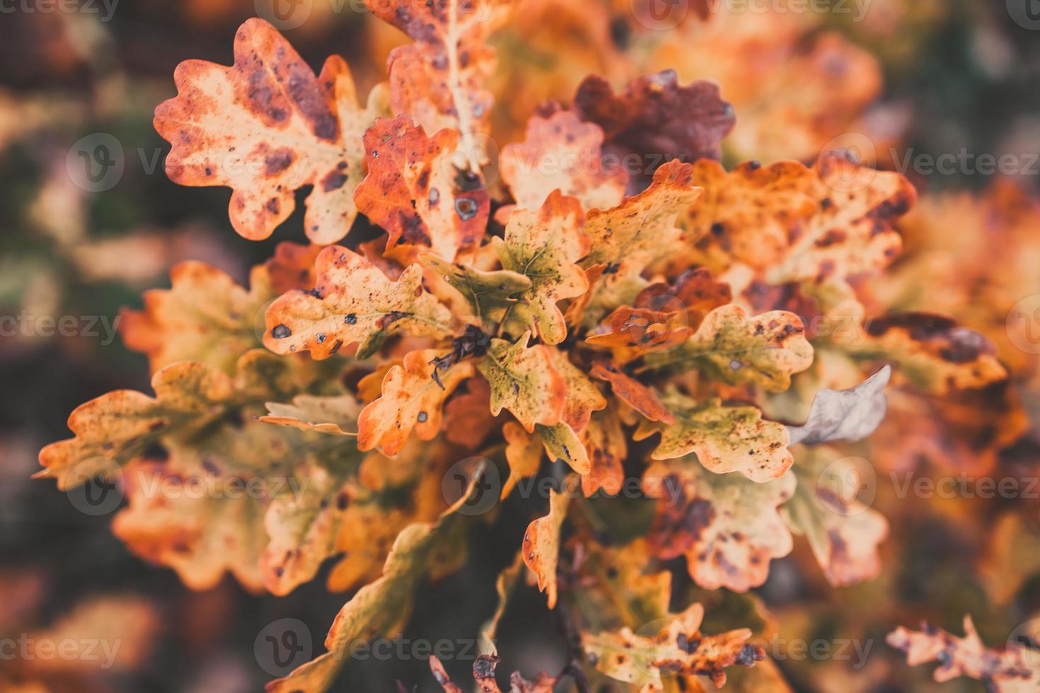red oak leaves on an autumn tree in a park in close-up photo