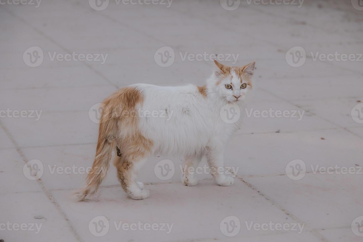 red and white homeless cat on a beige background photo