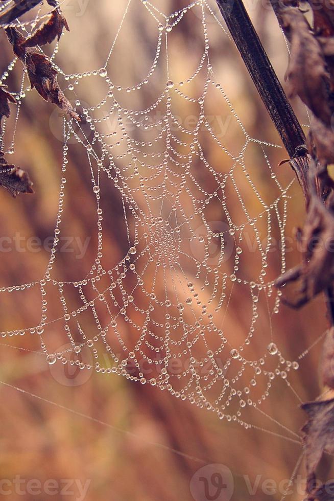 autumn spider web in the fog on a plant with droplets of water photo